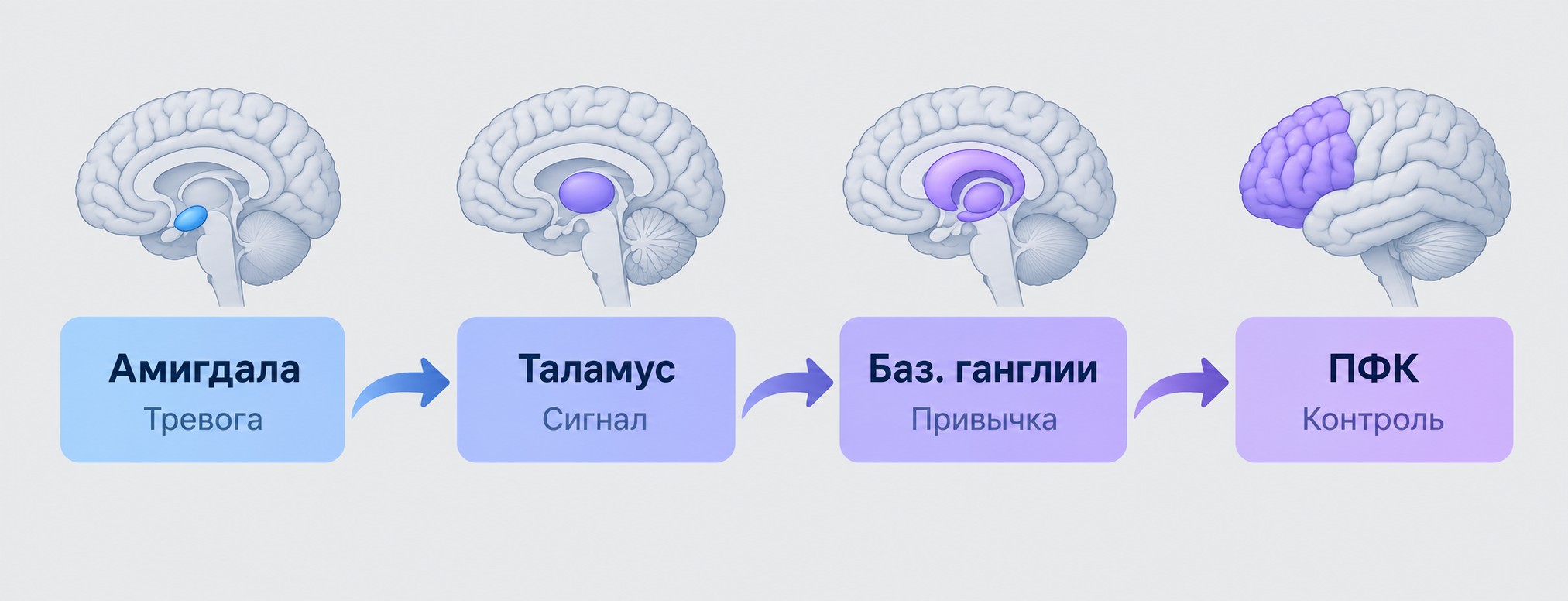 Нейронная карта страха перемен: амигдала, таламус, базальные ганглии, ПФК